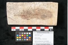 Foto (Objekt + Etikett) von Arbutus serra Unger (NHMW-GEO-2024-0188-8178)